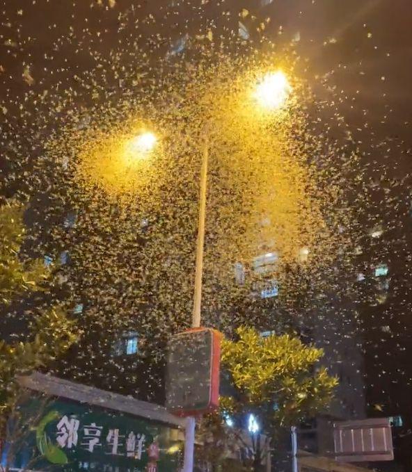 快讯-湖南沅江现大量蜉蝣如飞雪，救济队：堆了十几公分厚，轮胎都打滑(1)