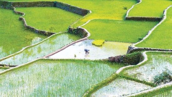 快讯-深入研究杂交改良,大幅提升种植产量,中国种子为世界带来什么?(2) 快讯-深入研究杂交改良,大幅提升种植产量,中国种子为世界带来什么?(2)
