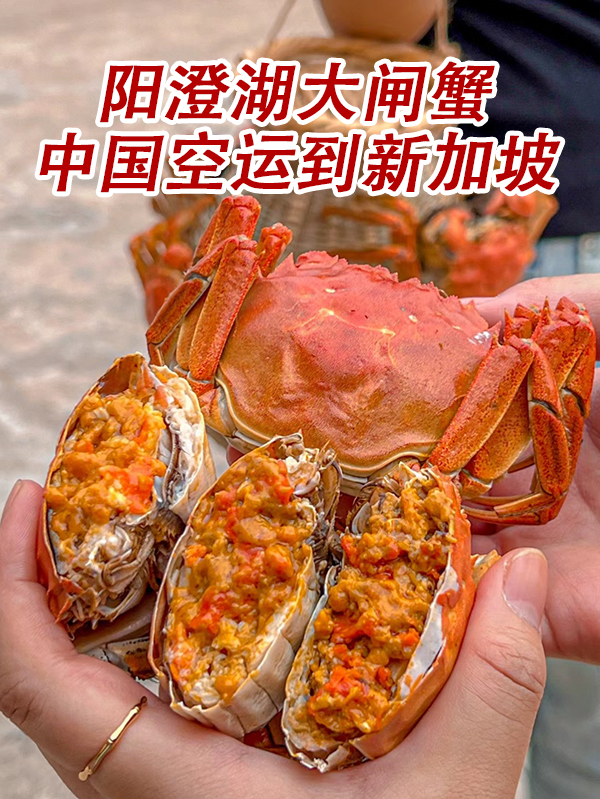 空运海运-阳澄湖大闸蟹批发空运到新加坡-可选公蟹/母蟹(2)