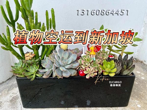 空运海运-新加坡人为什么这么热爱种植植物？(1)