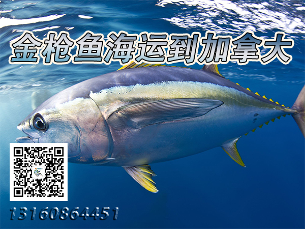 空运海运-冷冻燕窝、金枪鱼、小龙虾海运冷链到加拿大整柜直航到港(1)