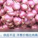 洋葱荒！比肉贵！菲律宾一公斤飙至70元？！