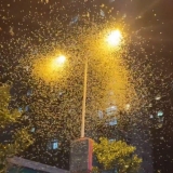湖南沅江现大量蜉蝣如飞雪，救济队：堆了十几公分厚，轮胎都打滑
